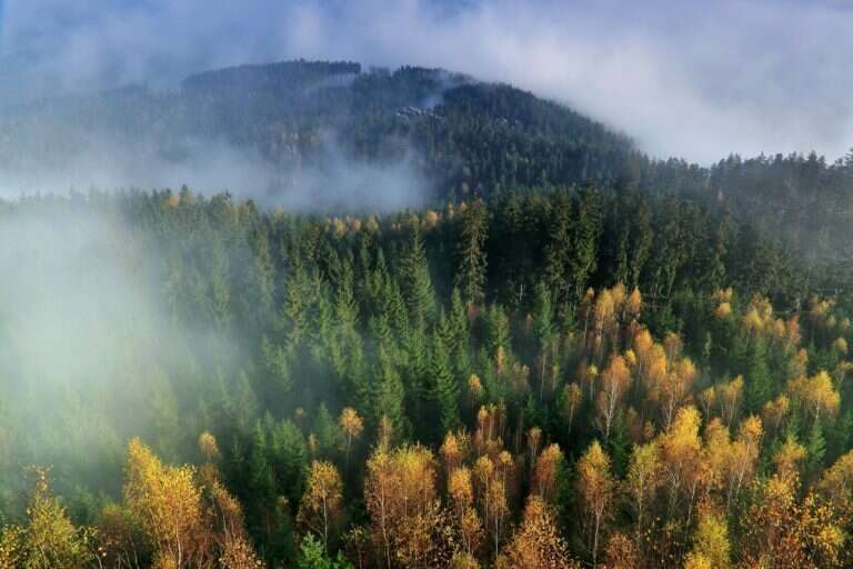 forêt